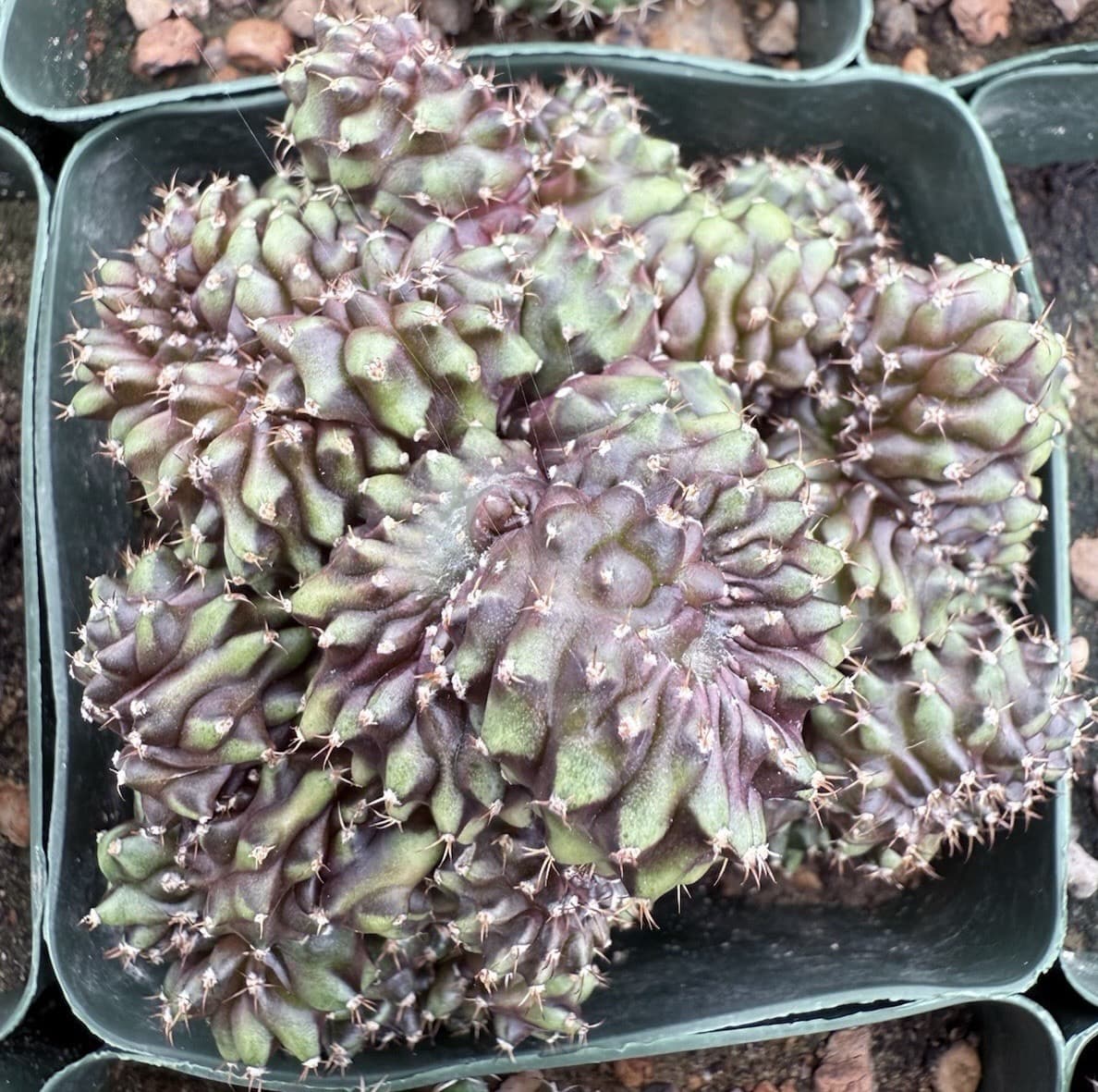 Cover Image for Gymnocalycium mihanovichii "Crested"
