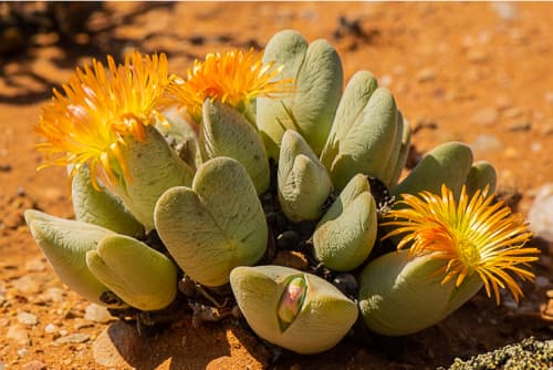 What is the name of this Conophytum? Select below.