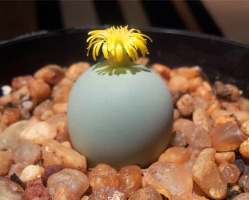 What is the name of this Conophytum? Select below.