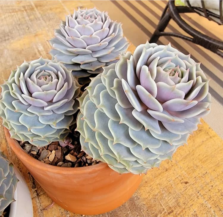 Types Of Succulents Types of succulents