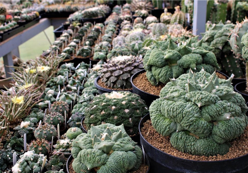 A collection of Ariocarpus