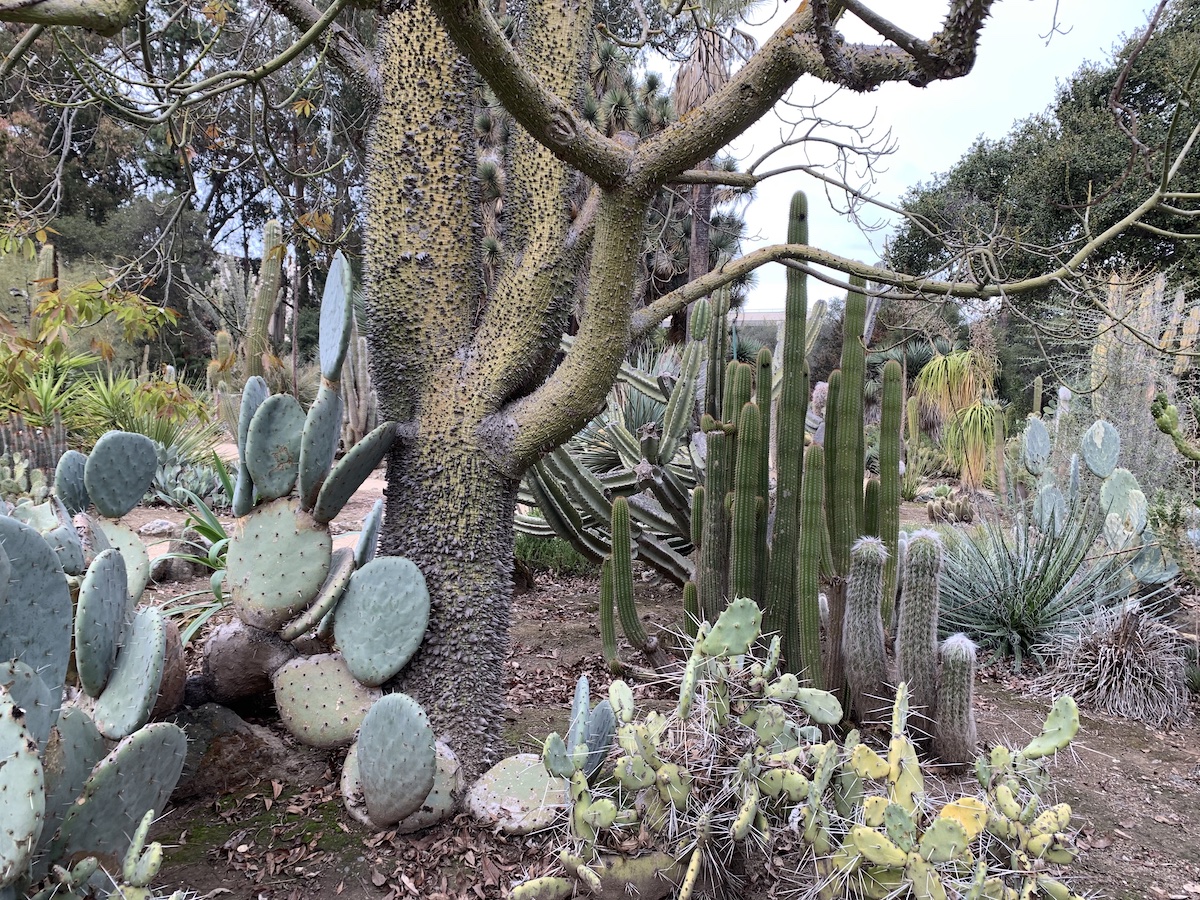 Cover for The Arizona Cactus Garden (Stanford University, California)