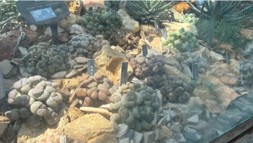 Lithops