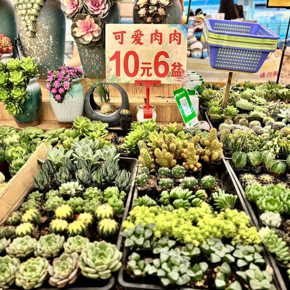 Dounan Flower Market: Biggest Succulent Market in the World
