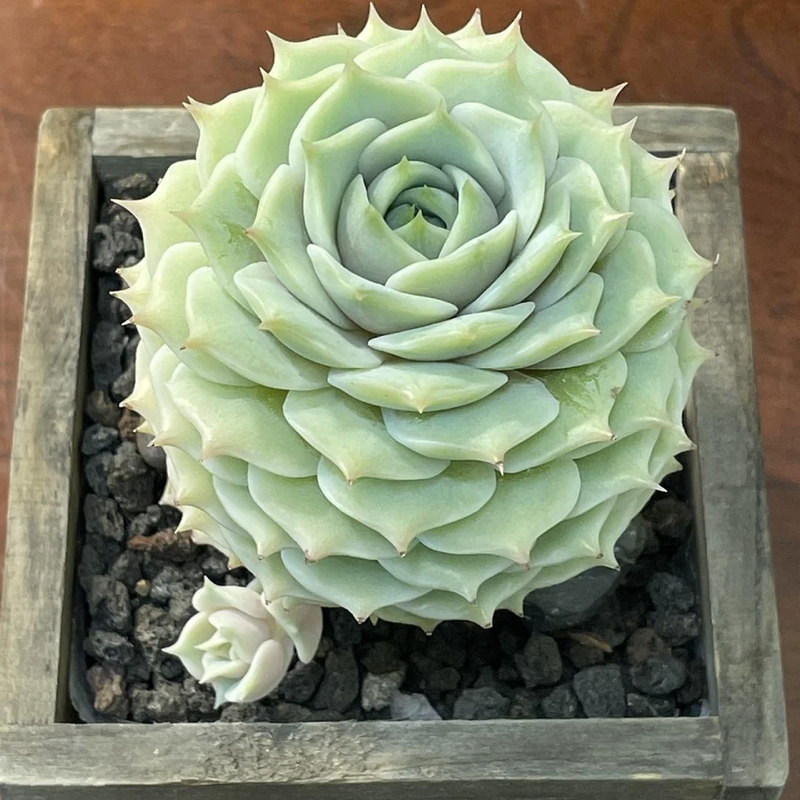 Echeveria Lola Offset