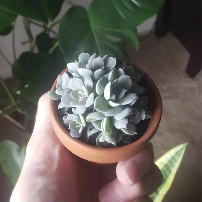 Echeveria Lola Pups