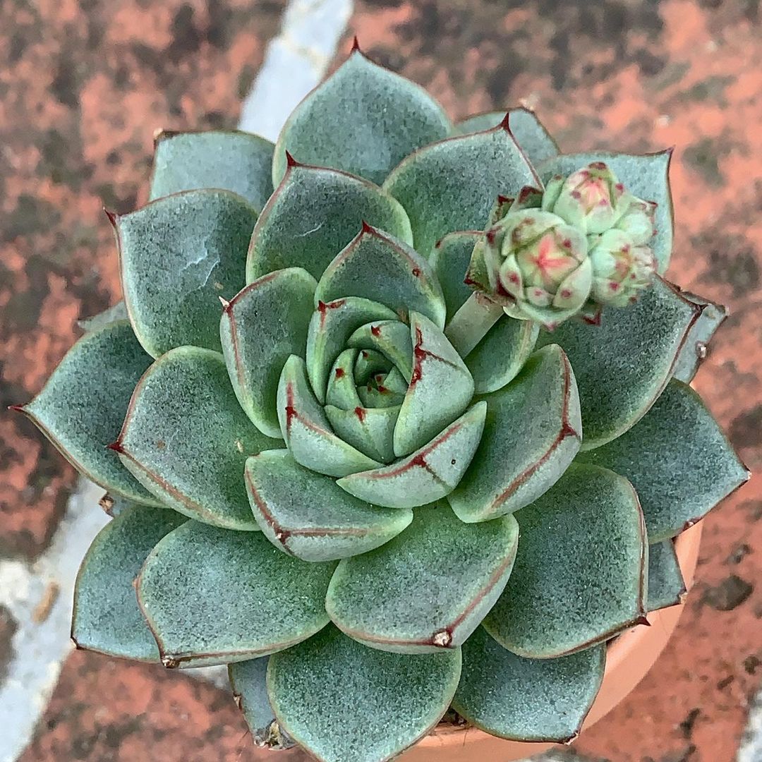 Cover for Echeveria