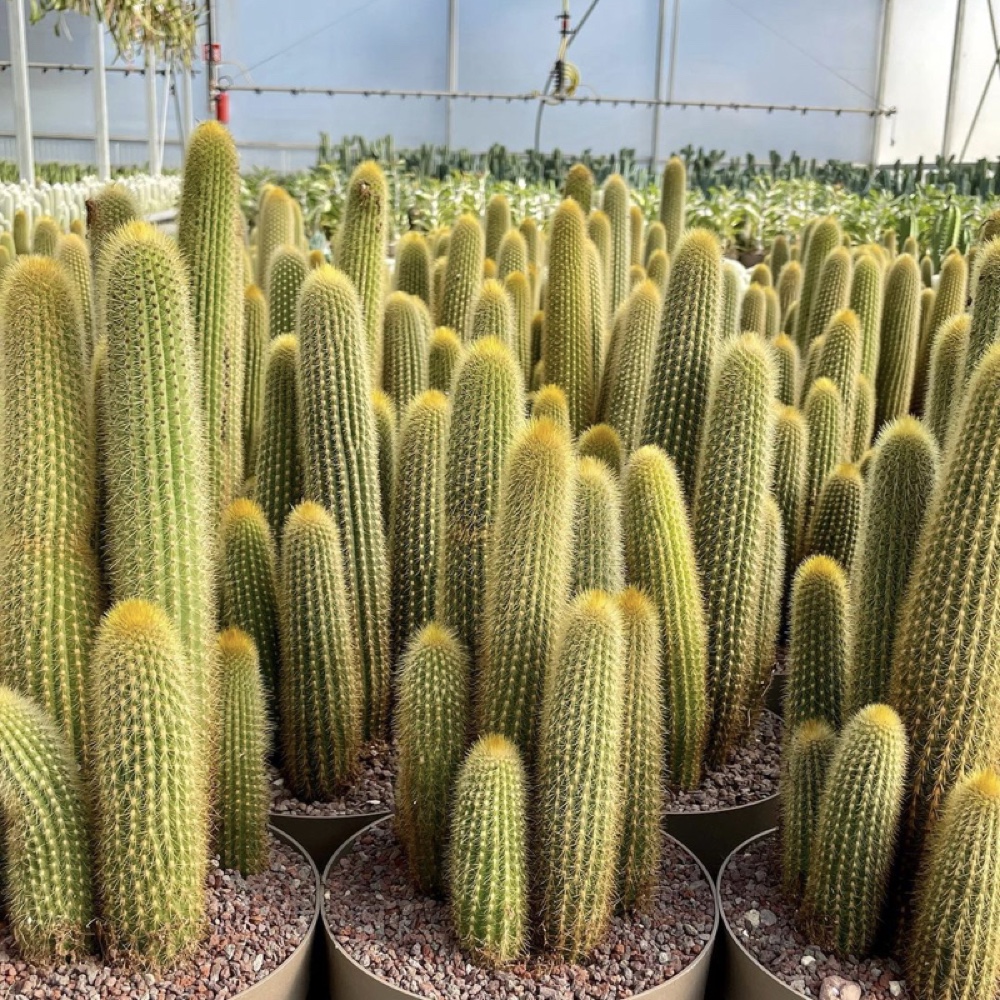 Espostoa guentheri
