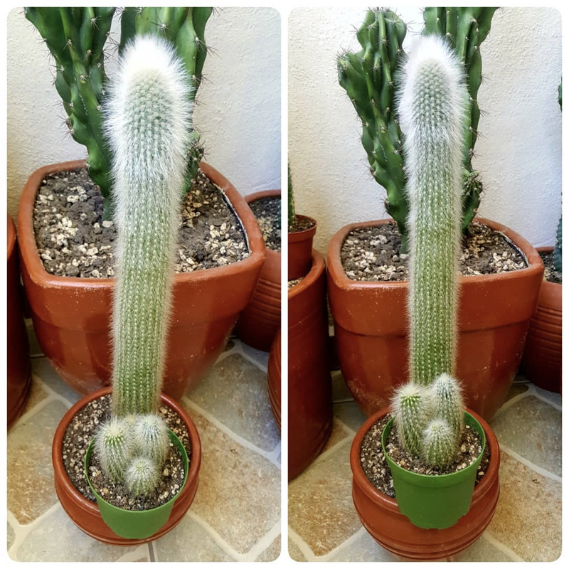 Espostoa lanata