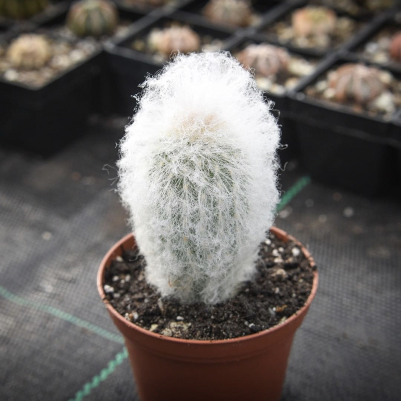 Espostoa melanostele