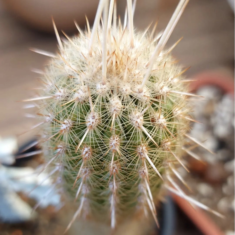 Espostoa mirabilis