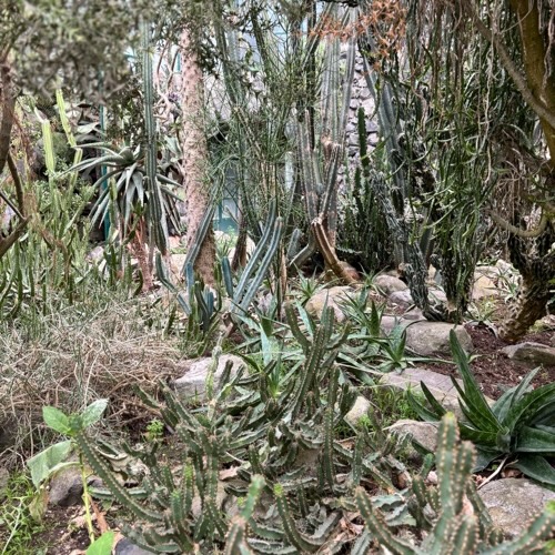 Cover for Greenhouse at Estufa Fria (Lisbon, Portugal)