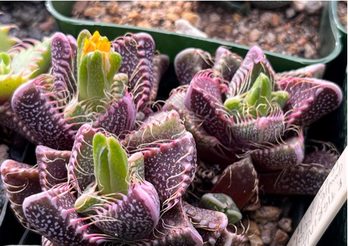 Faucaria Tigrina ex Gowies Kloof at the Sphaeroid Institute
