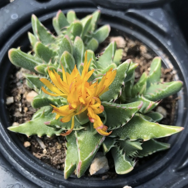 Faucaria Tigrina Blooming