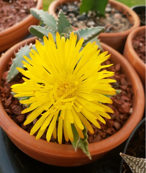 Faucaria Tigrina