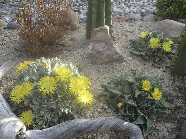 Faucaria Tigrina In South Africa