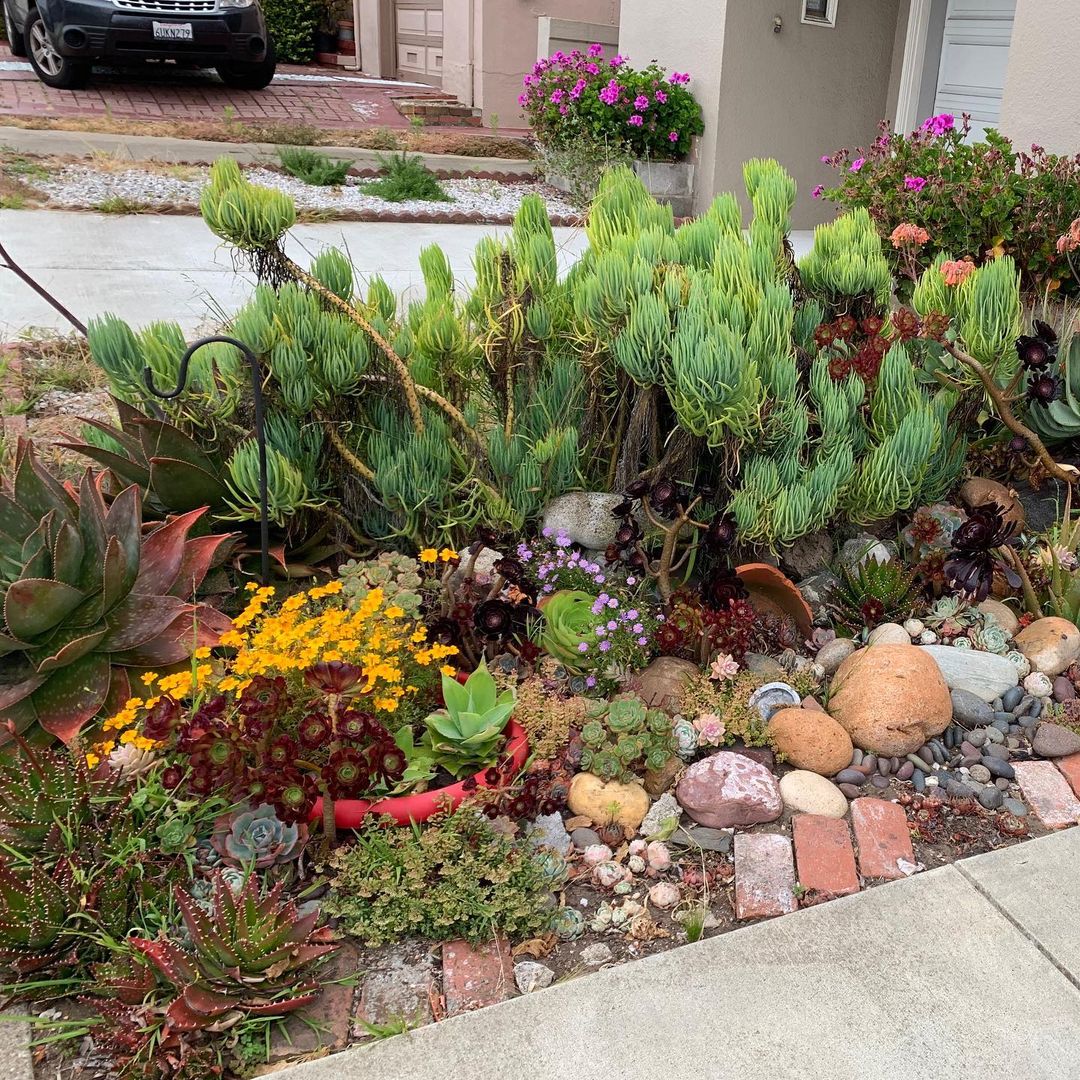 Succulent garden in San Francisco, CA