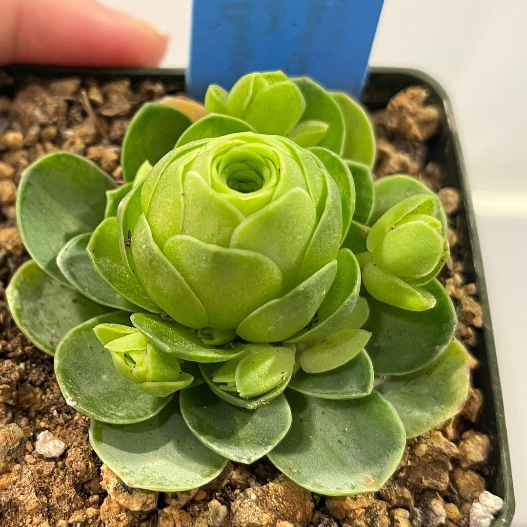 Greenovia with offsets
