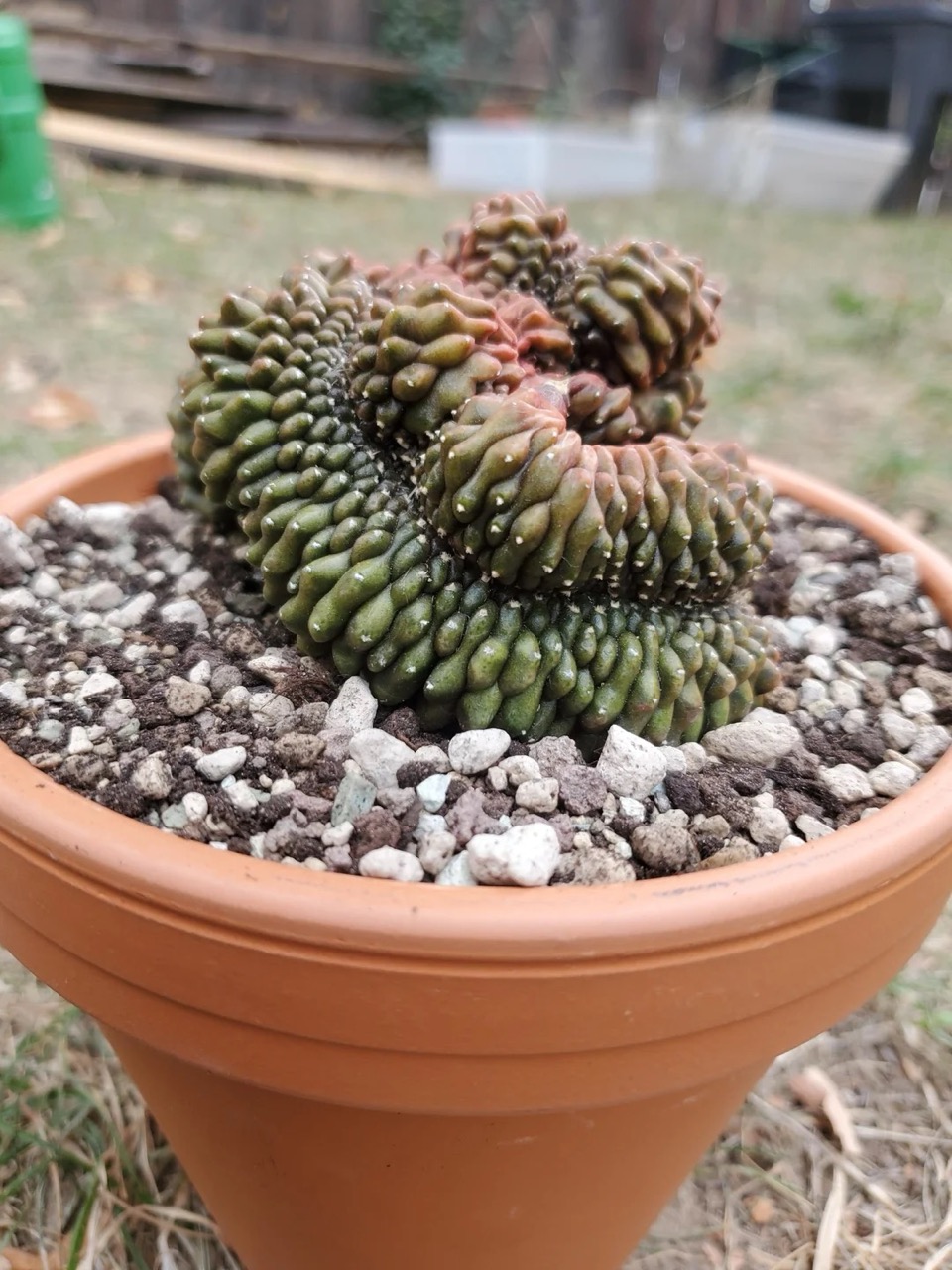 Gymnocalycium mihanovichii "Crested"