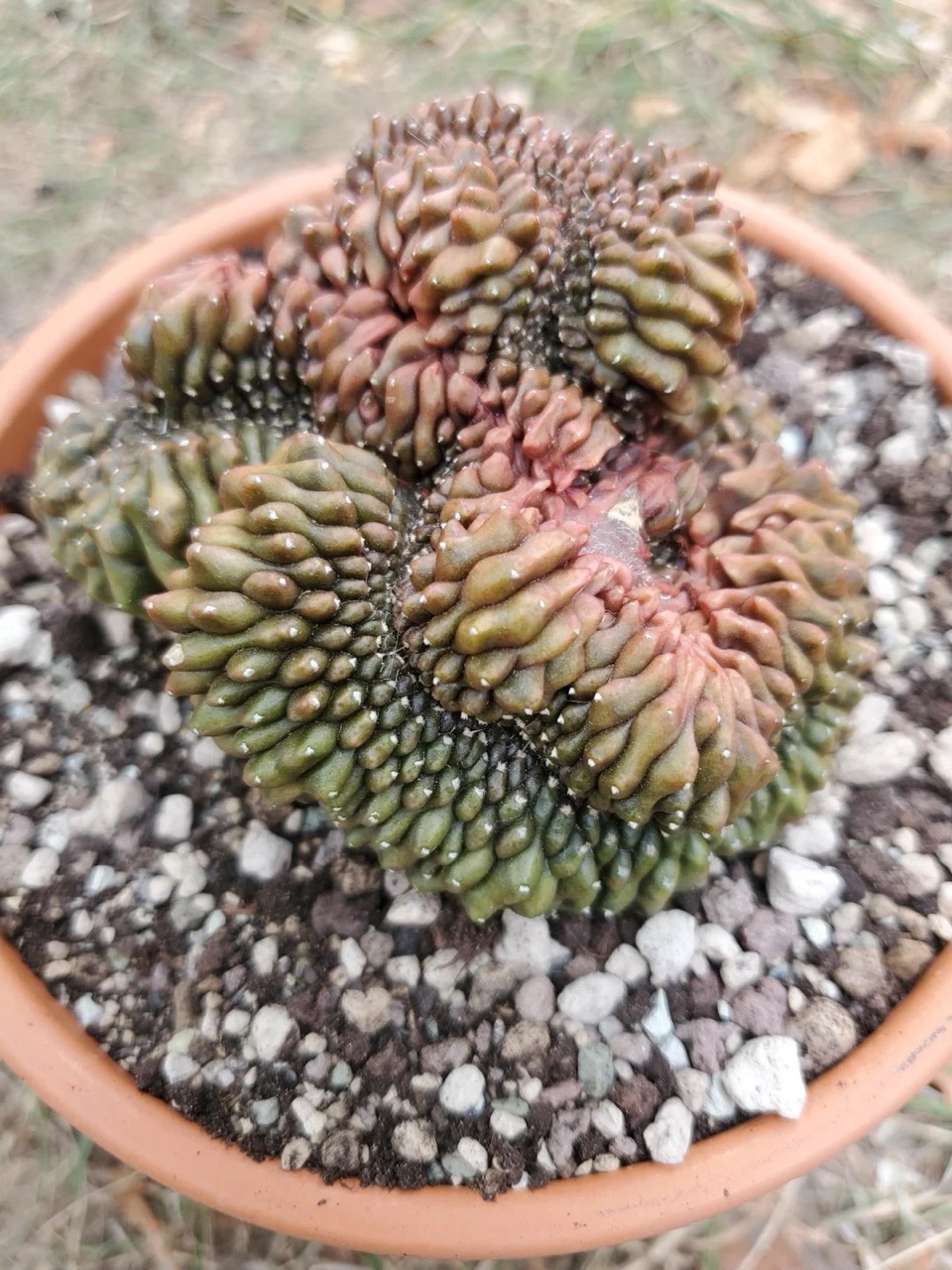 Gymnocalycium mihanovichii "Crested"