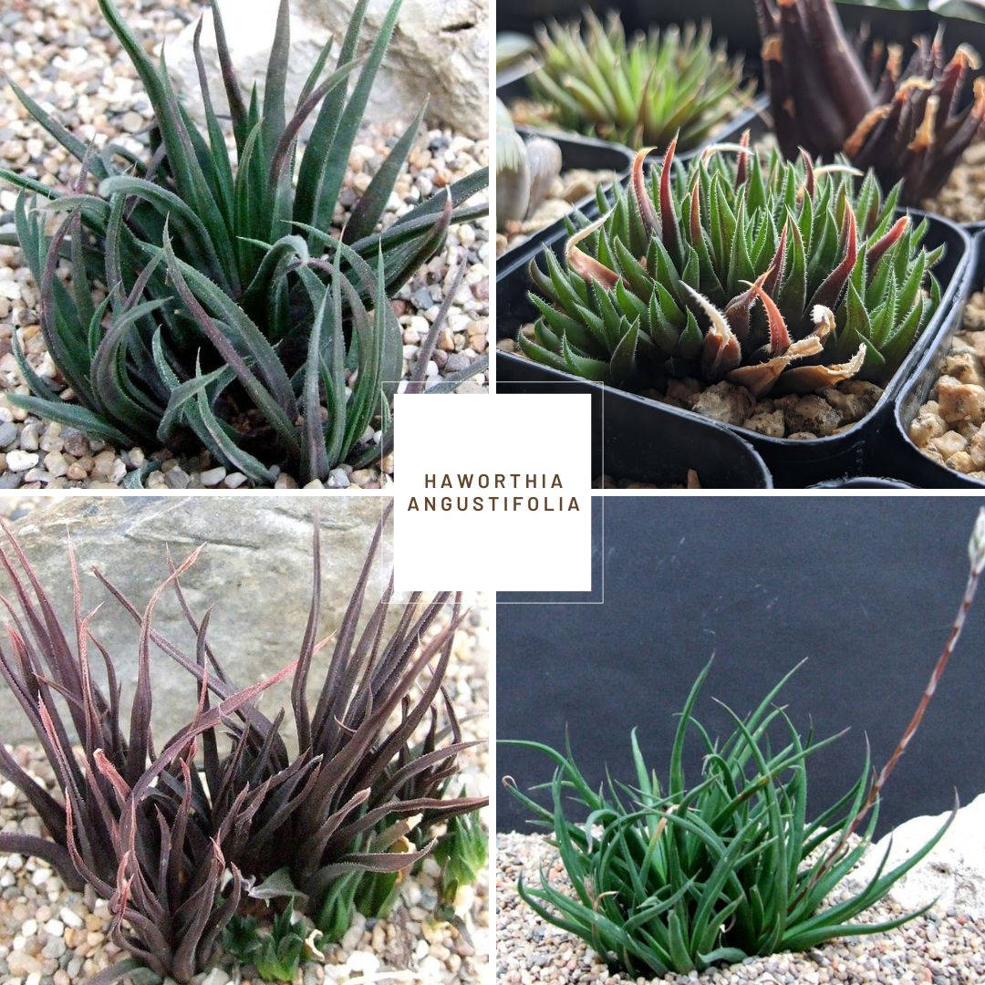 Haworthia angustifolia