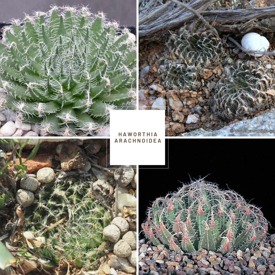 Haworthia arachnoidea