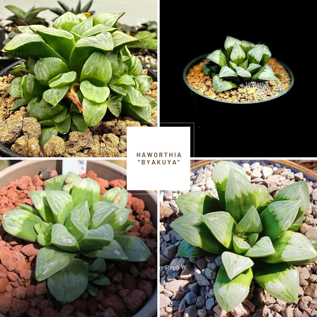 Haworthia Byakuya