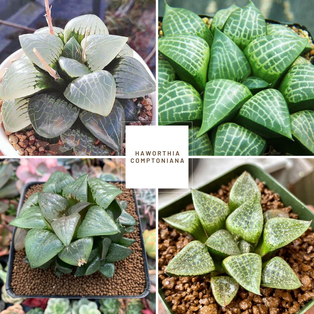 Haworthia comptoniana