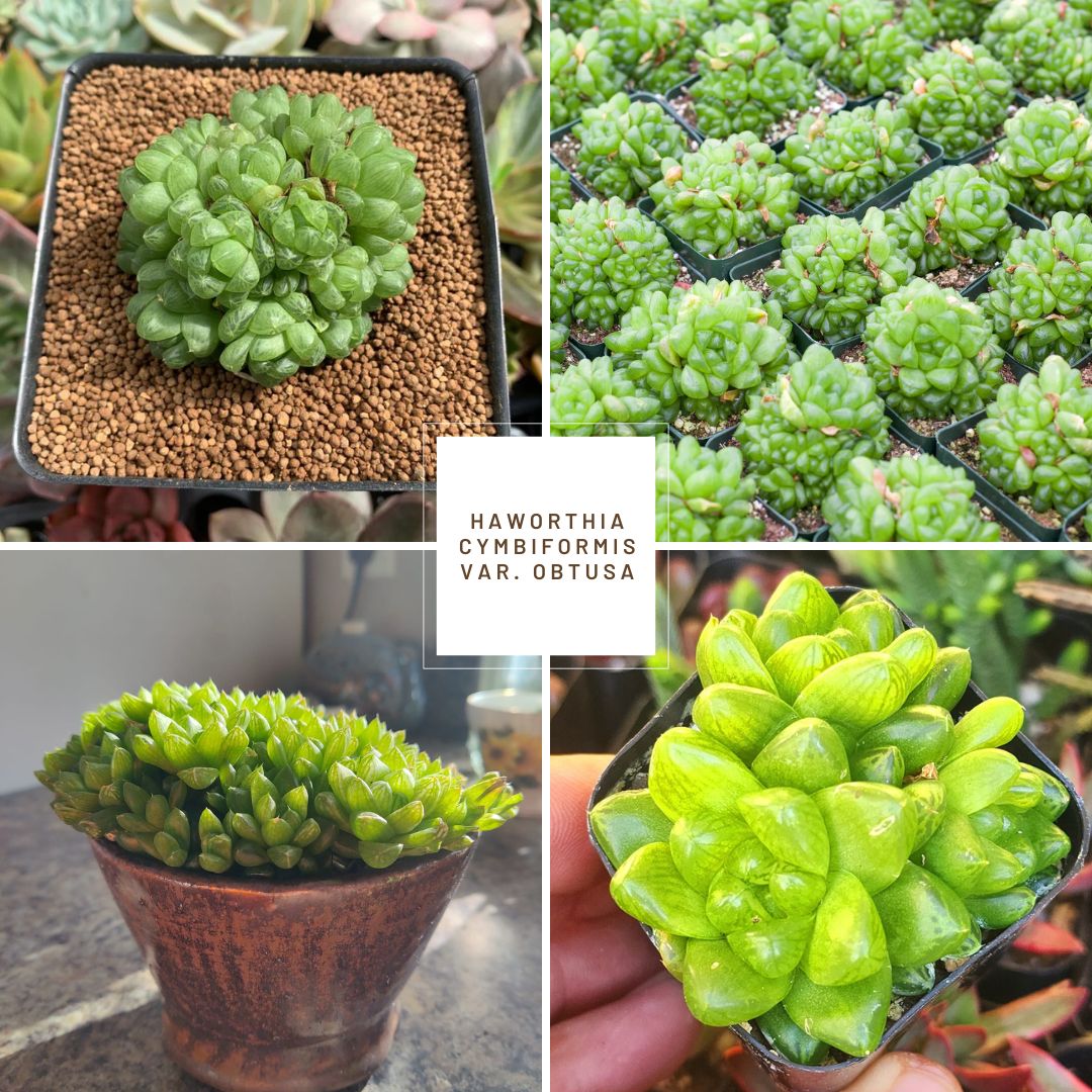 Haworthia cymbiformis var. obtusa