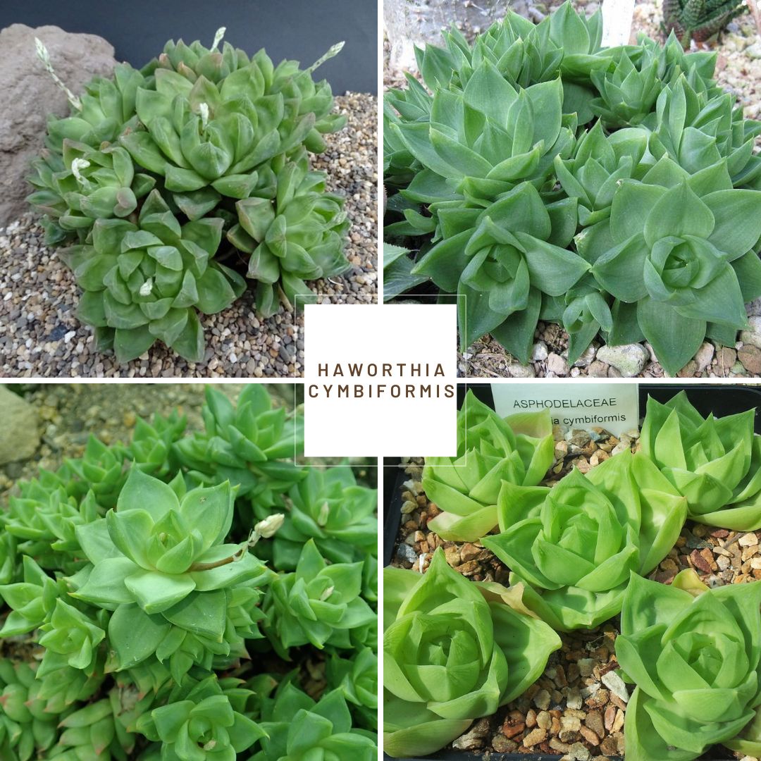 Haworthia cymbiformis