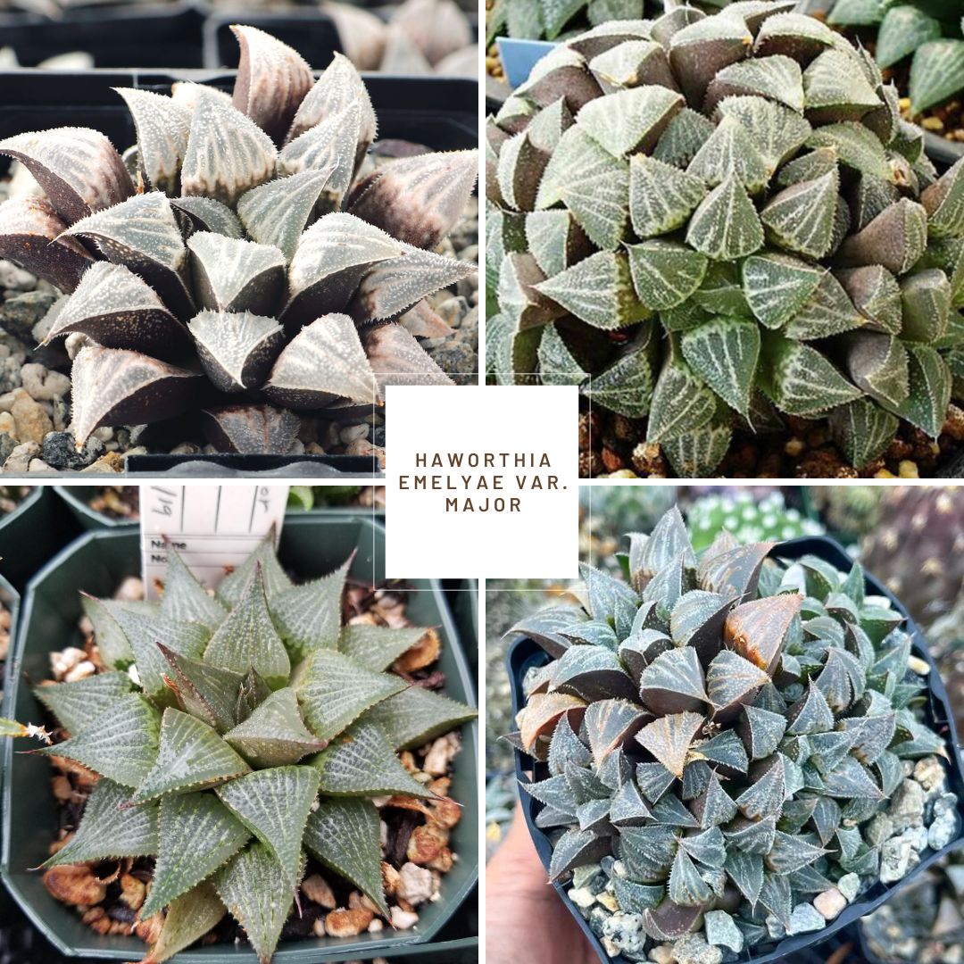 Haworthia emelyae var. major