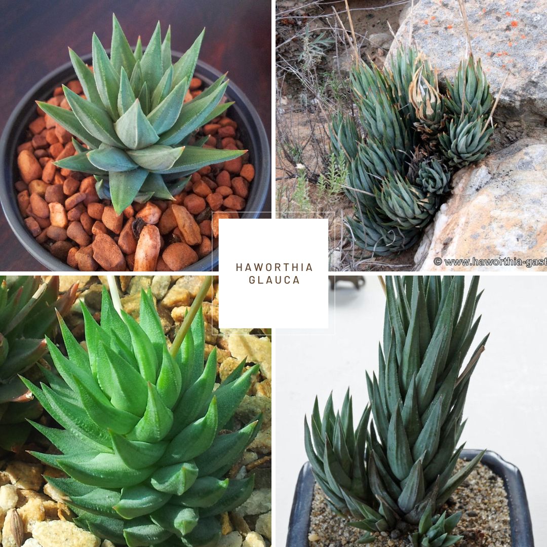 Haworthia glauca