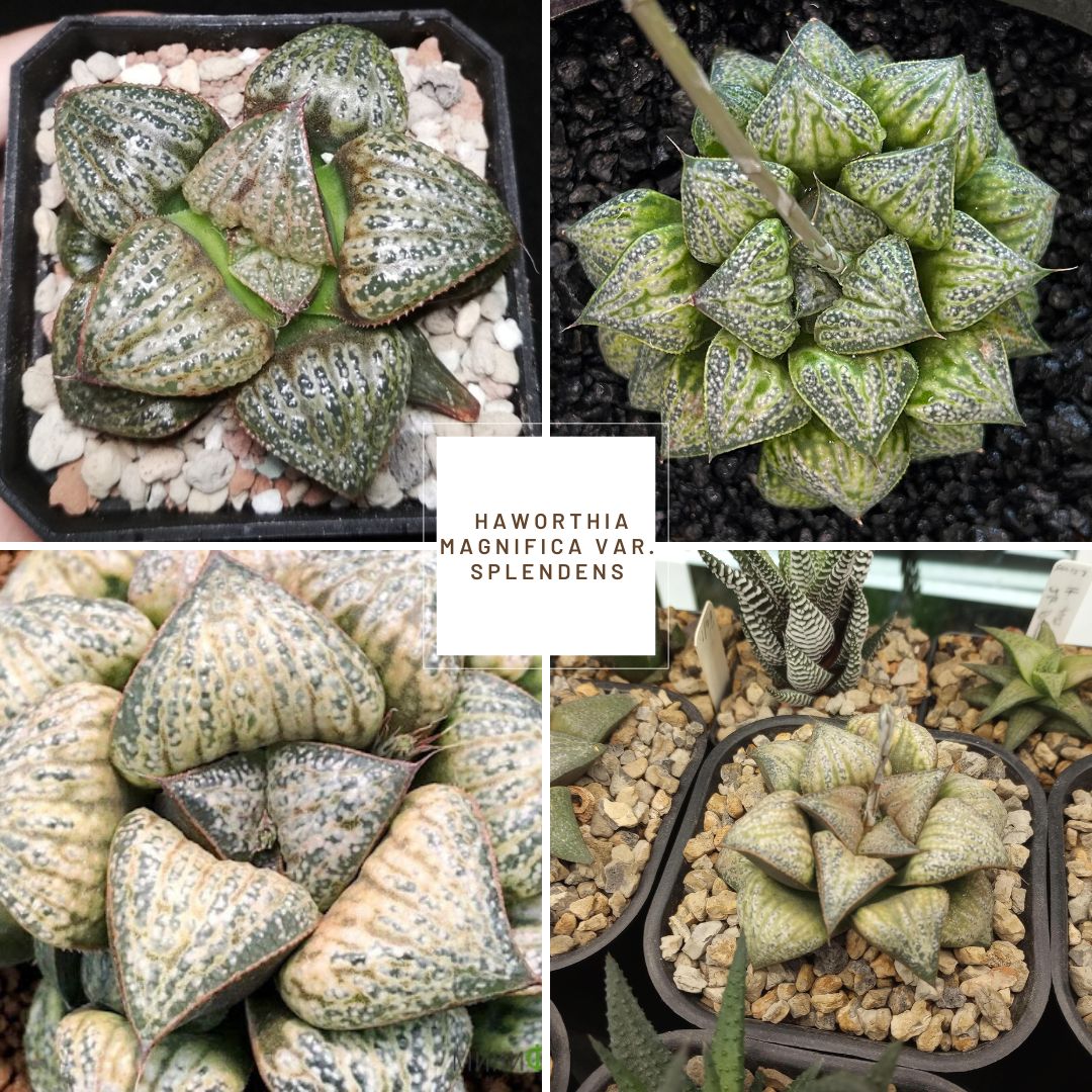 Haworthia magnifica var. splendens 'Hana Aoi'