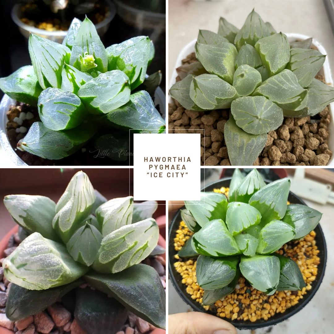 Haworthia pygmaea cv. "Ice City" mutant