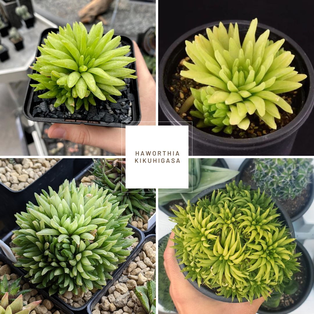 Haworthia kikuhigasa