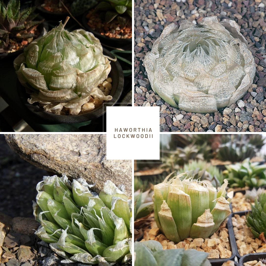 Haworthia lockwoodii