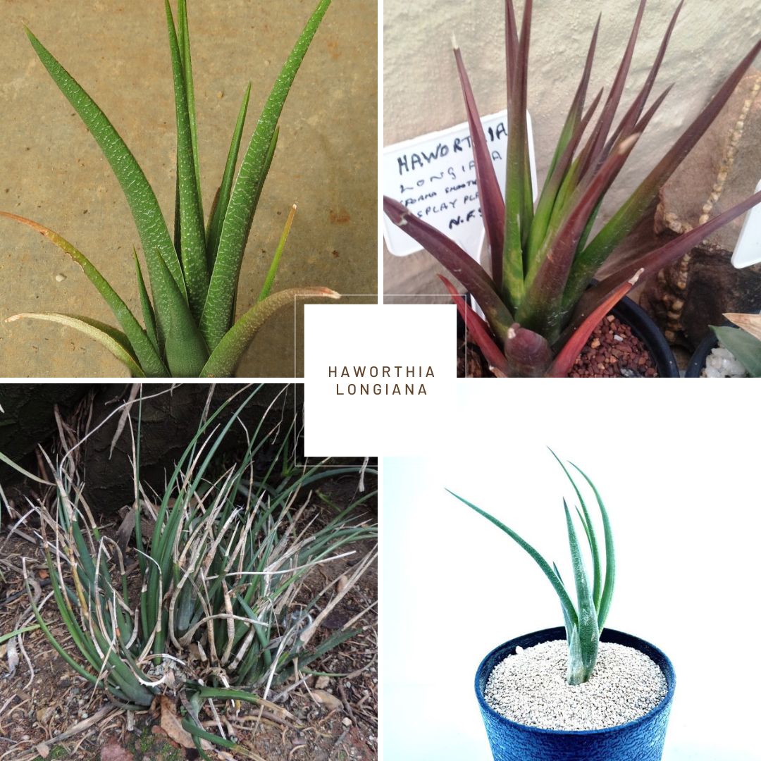 Haworthia longiana