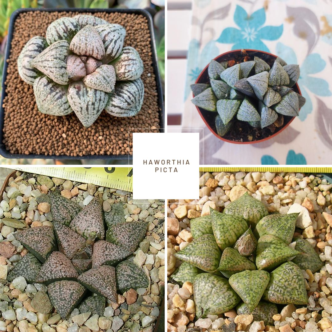 Haworthia Picta