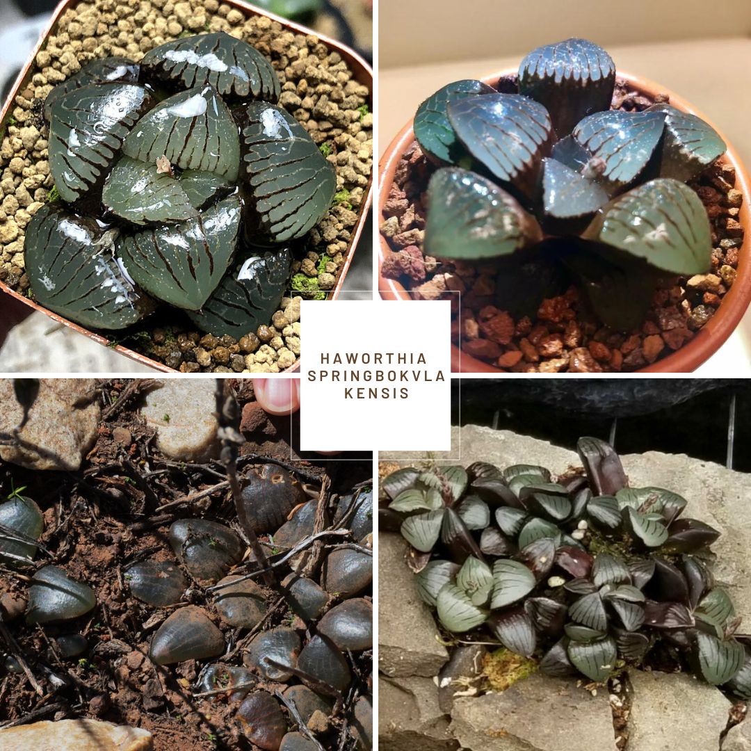 Haworthia springbokvlakensis