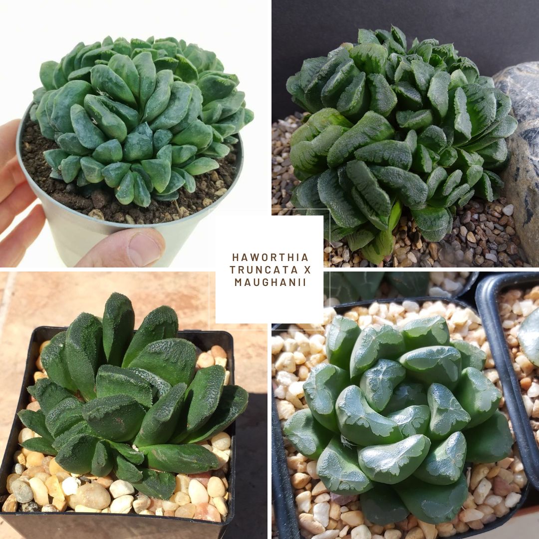 Haworthia truncata x maughanii