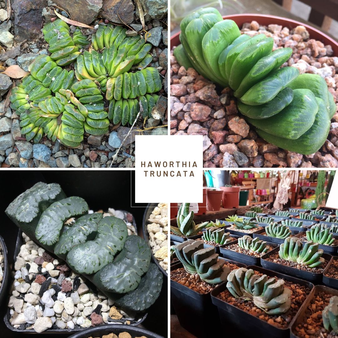 Haworthia truncata