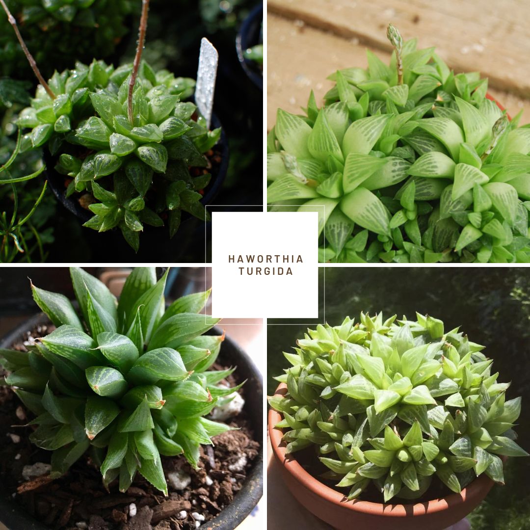 Haworthia turgida