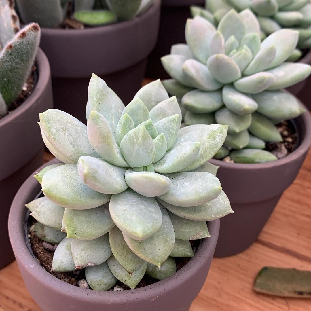 Cover for How Do You Care For Succulents Indoors?