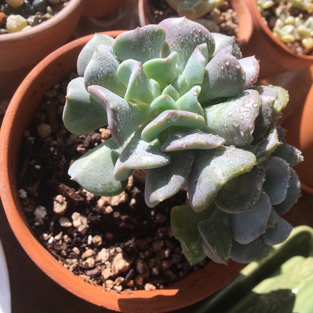 How to Water Your Succulents