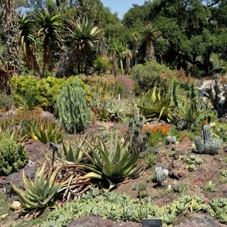 Cover for Huntington Desert Garden (San Marino, California)