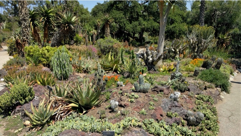 Huntington Desert Garden