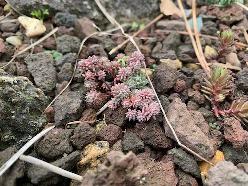 Sedum hispanicum in the Rock Garden