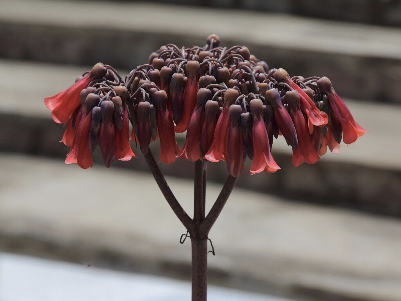 Flowers of Kalanchoe Daigremontiana
