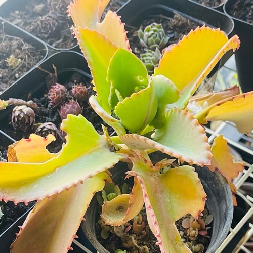 Leaves of Kalanchoe Daigremontiana damaged by pests