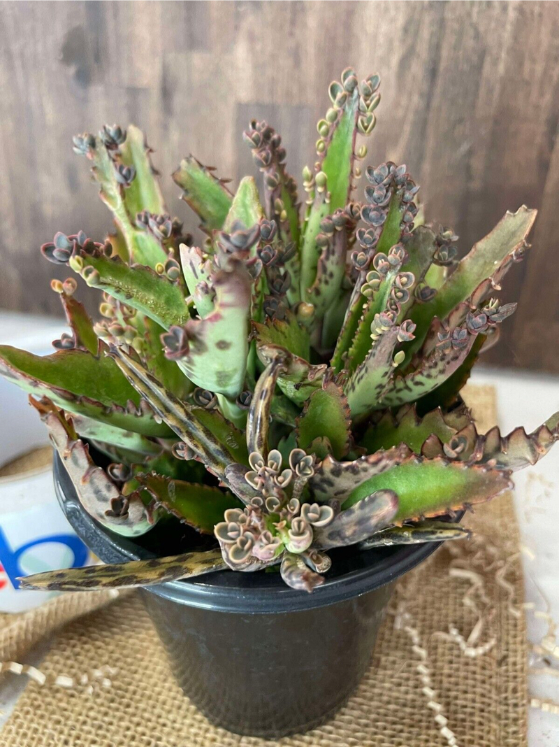 Propagation for Kalanchoe Daigremontiana
